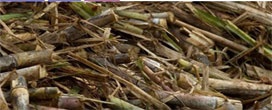 Pesquisas buscam melhores formas de usar a biomassa
