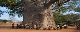 Pouca gente sabe, mas existe uma �rvore de 2 mil anos na �frica do Sul que �ruge� quando o vento sopra entre os galhos e armazena at� 4.500 litros de �gua no pr�prio tronco, virando fonte de vida da comunidade