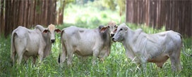 ILPF desponta como nova revolução agrícola dos trópicos e se intensifica no Brasil