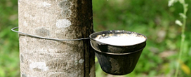 Borracha natural permanece na Letec com alquota de 10,8 por cento por mais dois anos