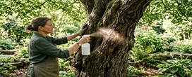Borrifar infus�o de cravo com noz-moscada nos troncos: a receita arom�tica caseira para espantar o besouro-serra-pau das �rvores do jardim
