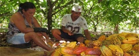 Florestas de chocolate: o cacau pode ajudar a restaurar a Amazônia?