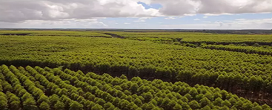 Saldo da balança comercial do setor de árvores cultivadas atinge US$ 3,7 bilhões e sobe 16,9 por cento no primeiro trimestre de 2025