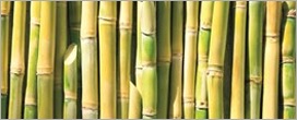 Consecanas precisam rever preço da cana com base na biomassa