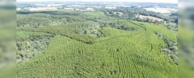 Castrolanda deve atingir produo de 100 mil toneladas de madeira em 5 anos
