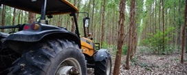 Sem produ��o pr�pria, Cear� paga 11 vezes mais por madeira para a ind�stria