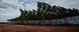 Em �cen�rio desafiador�, exporta��o de �rvores cultivadas recua 10,1 por cento no 1� trimestre