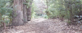 CIREN prioriza setores em todo o Chile para reabilitar a floresta nativa
