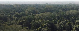China Vai Investir em Fundo de Florestas Proposto Pelo Brasil
