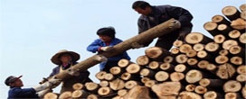 Comércio de produtos de madeira da China aumenta 10% em 2017