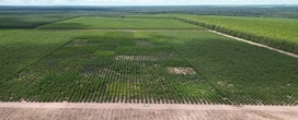 Plantio e valida��o de clones de eucalipto para diferentes regi�es do estado de Mato Grosso