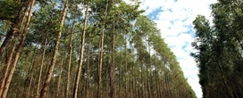 Clones de eucalipto mais resistentes � seca avan�am no Brasil e impulsionam a produtividade florestal