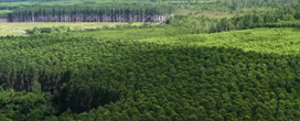 Crises climticas pressionam setor de celulose a ampliar clones de Eucalipto