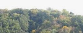 Qual a melhor forma de tratar a floresta? Close-to-nature silviculture