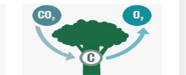Quantidade de carbono armazenado nas florestas é reduzida à medida que o clima se aquece