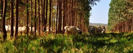 Coalizão Brasil apresenta propostas para agricultura, clima e florestas