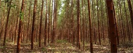Comissão de Silvicultura debate temas relevantes do setor florestal