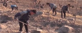 Cooperação inter-coreana no setor florestal começa a se materializar