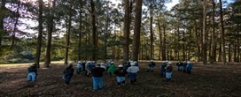 Cultivar de eucalipto adaptada ao frio � apresentada em dia de campo no Paran�