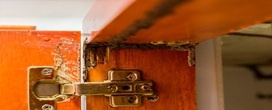 Aprenda como eliminar o cupim da madeira e evitar que ele retorne