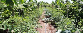Secretaria do Meio Ambiente lança curso gratuito em EAD sobre Agrofloresta