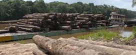 MP detecta desmate de 600 hectares de Mata Atlântica e aplica R$ 3 milhões em multas