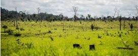De 2000 a 2018, Brasil perdeu 7,6 por cento de suas florestas