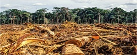 Desmatamento leva gigante de alimentos da China a rastrear soja brasileira