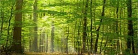ABAF comemora o Dia Internacional das Florestas (21/03) e seus 15 anos de atuação em defesa do setor florestal