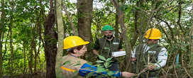 Itaipu triplica diversidade florestal nos arredores do reservatrio