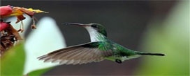 Ecossistemas poderão ser restaurados por meio da engenharia da biodiversidade