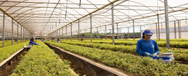 Setor de base florestal empregou mais de 690 mil trabalhadores desde 2023