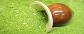 Polo Ervateiro Nordeste Gaúcho é foco do Seminário Gaúcho para Produção de Erva-mate