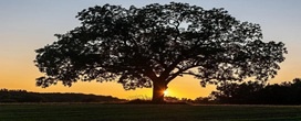 Quais s�o as �rvores mais valiosas nas florestas americanas?