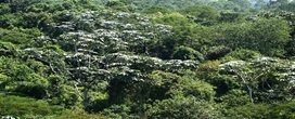 Quais s�o as 18 esp�cies de �rvores que sustentam a Amaz�nia na luta contra o aquecimento global