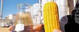 Etanol de milho multiplica demanda por biomassa e acirra disputa florestal