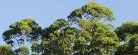 Características ajudam eucalipto na adaptação ao clima