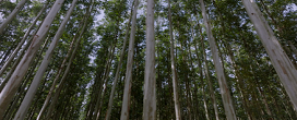Documentrio destaca protagonismo do Brasil na celulose e sustentabilidade global, com apoio da Ib