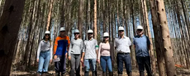 Parceria entre cincia e indstria cria eucalipto tolerante  seca em MS