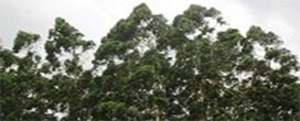Estudo sobre evolução do eucalipto busca descobrir híbrido ideal