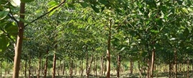 Plantar leguminosas elimina a aplicação de nitrogênio em florestas de eucalipto