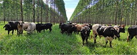Em 2025, considerando somente o componente florestal, a �rea ocupada por sistemas de ILPF no Brasil alcan�ou 71,2 mil hectares.