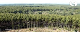 Eucalipto garante produ��o florestal recorde de R$ 47,9 bi, aponta IBGE