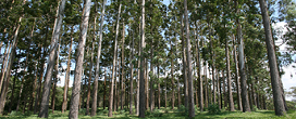 Eucalyptus benthamii gera impacto econômico de R$ 6 milhões anuais no Sul do Brasil