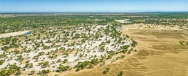 Uma floresta plantada nas bordas de um deserto