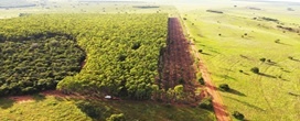 Figueiro est na nova fronteira florestal: crescimento do eucalipto avana para o Norte de MS