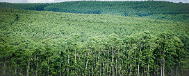 Fitossanidade nas florestas plantadas de São Paulo