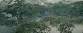 Como os cupins ajudam as florestas equatoriais a sobreviverem às mudanças climáticas