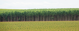 Brasil se consolida na produo de florestas plantadas e refora a importncia do manejo integrado no campo