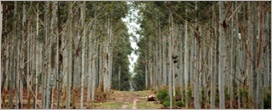 Aumento constante do ano na produção da florestas plantas